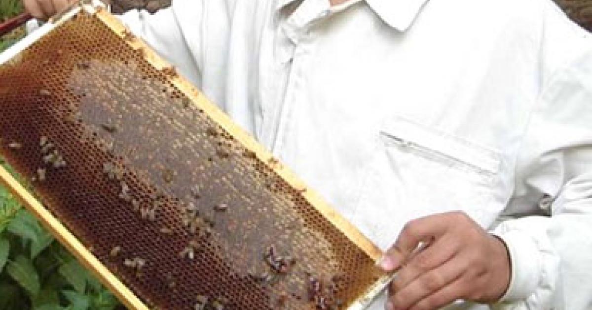 استيراد العسل من تركيا 
