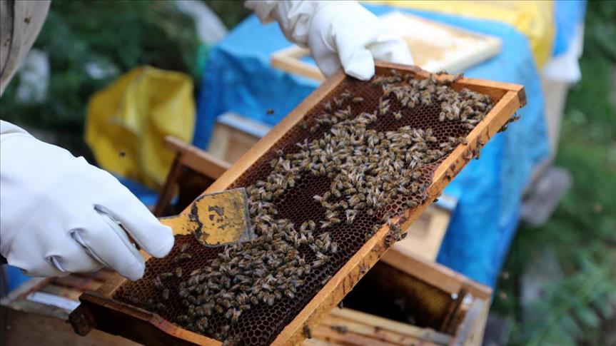 استيراد العسل من تركيا إلى السعودية