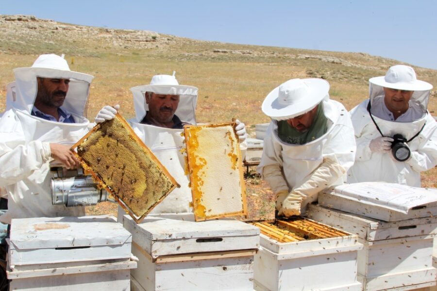 العسل التركي مغشوش