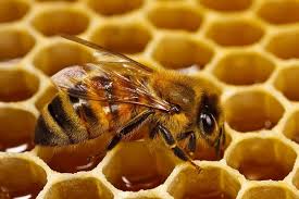 العسل الابيض في تركيا