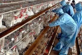 مصانع الدجاج في تركيا