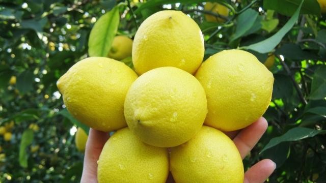 مزارع الليمون في تركيا