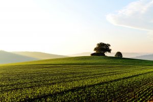 اراضي زراعية للبيع في يلوا تركيا