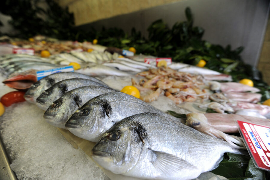 تجارة السمك في تركيا