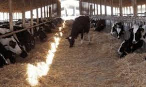 إنشاء مزرعة أبقار في تركيا