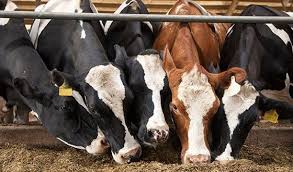 تكلفة إنشاء مزرعة أبقار في تركيا