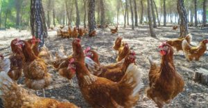 دراسة جدوى مشروع تربية الدجاج البلدي